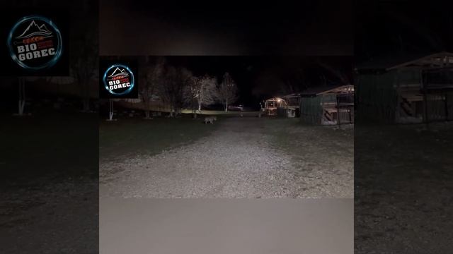 Прогулка с волком, часть 2. Волк обитает в северной частиНихалоя, на Базе Отдыха BioGorec. смотреть онлайн