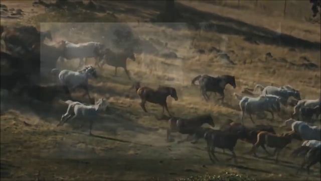 Гуливали кони. Елена Садовская смотреть онлайн