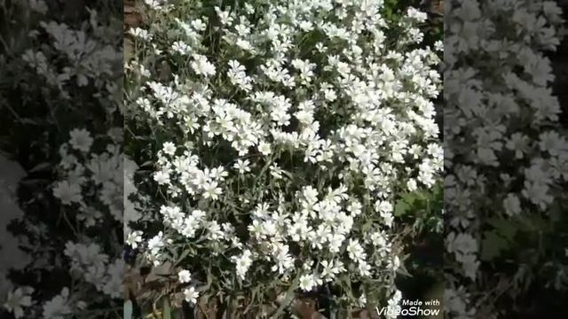 Ясколка уход почвопокровное растение альпийских горок