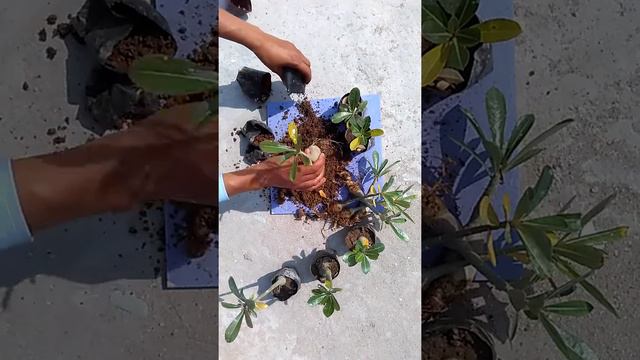 CHEAP ADENIUM RS.40 PREPARATION FOR SELL.,MANBHUM NURSERY PURULIA,WEST BENGAL,INDIA смотреть онлайн