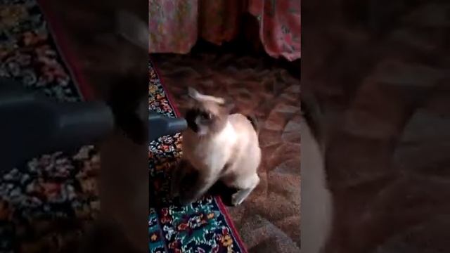 Симба VS Пылесос. Реванш смотреть онлайн