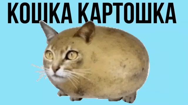 кошка картошка смотреть онлайн