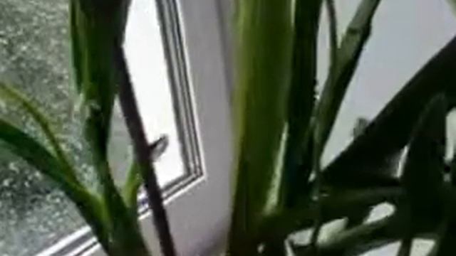 Онцидиум --новые цветоносы смотреть онлайн