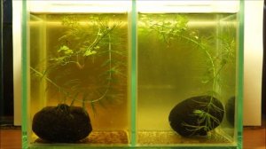 Тест двух видов земли для питательной подложки в аквариум.