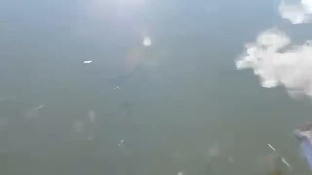 огромные сомы Чернобыля.Som Chеrnobylya. смотреть онлайн