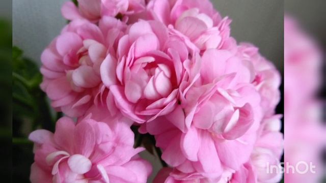 Сортовая пеларгония Anita#сортоваяпеларгония#anita