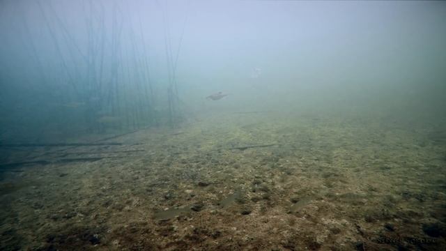 РЫБАЛКА НА ЖЕРЛИЦЫ И АТАКИ ЩУКИ НА ЖИВЦА! Зимняя рыбалка 2019 - 2020 смотреть онлайн