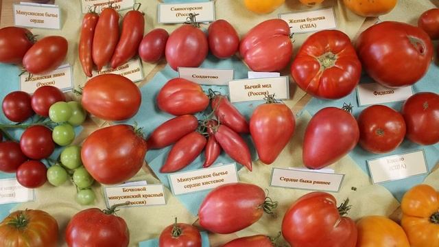 Обзор популярных коллекционных сортов томатов смотреть онлайн