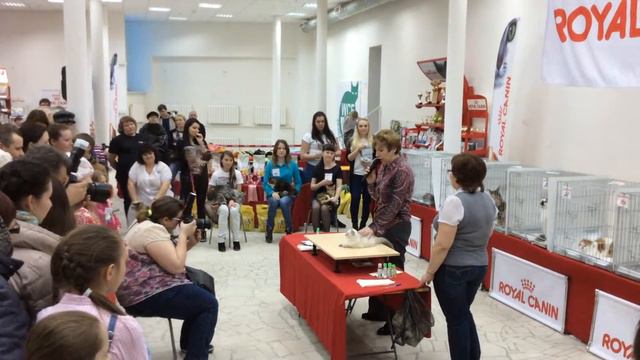 Сибирский котенок на судействе у Анны Назаровой смотреть онлайн