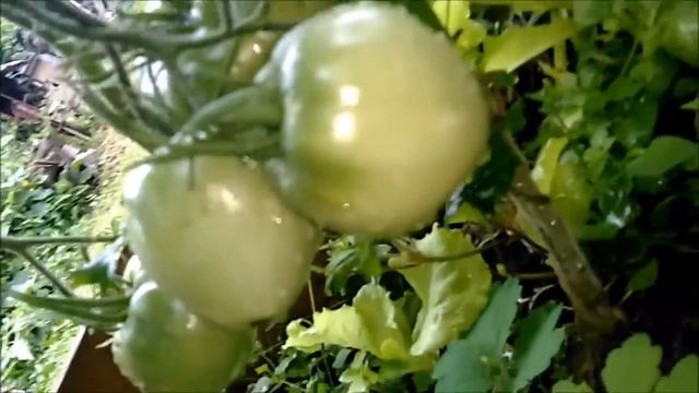 томат Орлиное сердце. Скоро поспеют.... смотреть онлайн