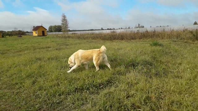 СУРДАН КАРАШ АРГУНЬ (2,5 года) смотреть онлайн