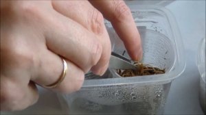 Алоказия уход в домашних условиях. Размножение алоказии клубнями