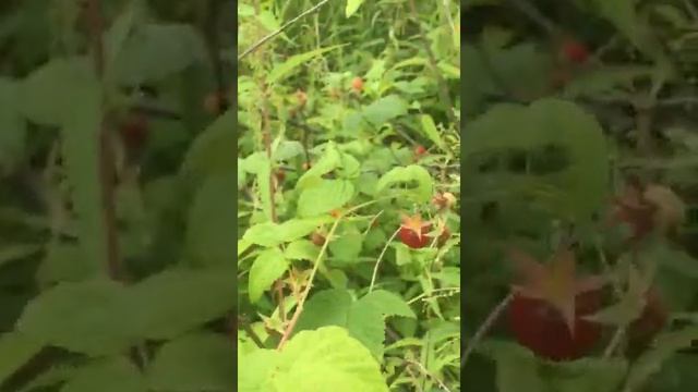 В лесу дикая малина смотреть онлайн