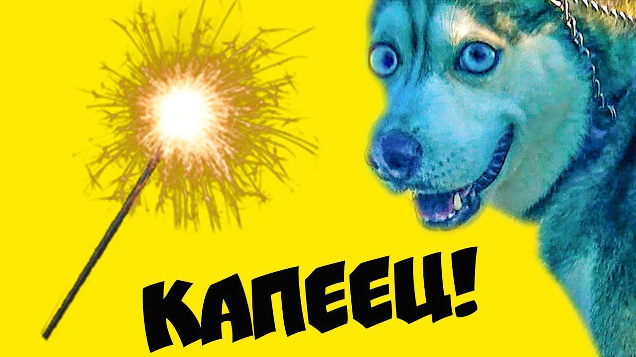 Я БОЮСЬ БЕНГАЛЬСКИХ ОГНЕЙ !! (Хаски Бандит) Говорящая собака смотреть онлайн