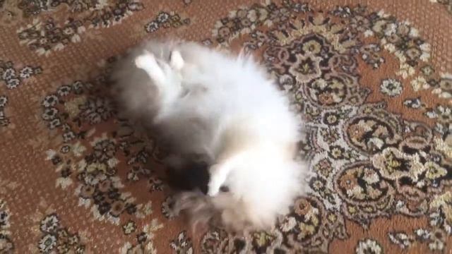 Шпиц играет с носком смотреть онлайн