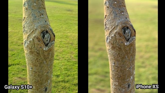 Samsung Galaxy S10+ Vs iPhone XS Camera Test смотреть онлайн