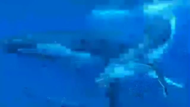 #синий кит#тихий дом#разбуди меня в 4:20 смотреть онлайн