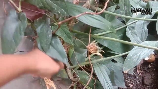 Cara Mudah Merawat Syngonium Red Arrow