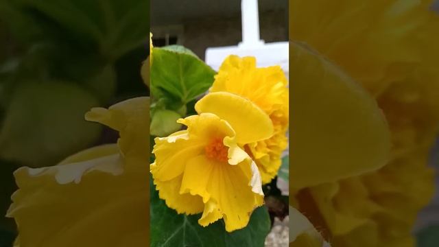 Double yellow begonia смотреть онлайн