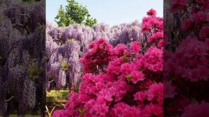 Поль Мориа (пришла весна)(с днём Матери)