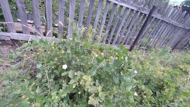 Дача-2020. Пусть расцветают 100 цветов смотреть онлайн