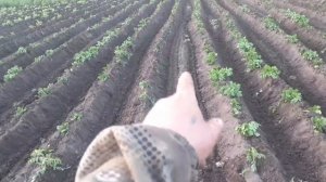 самодельные окучники, пробное окучивание!!!