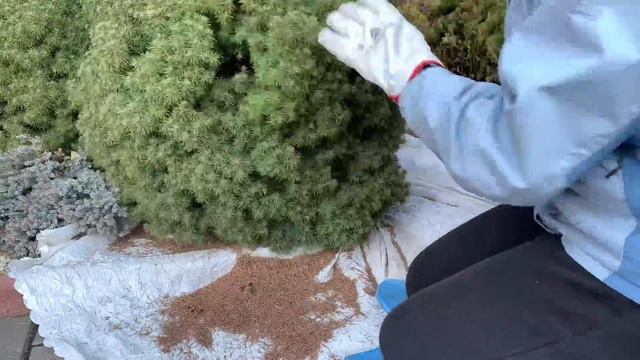 Ель Коника. Уход весной за канадской елью. смотреть онлайн