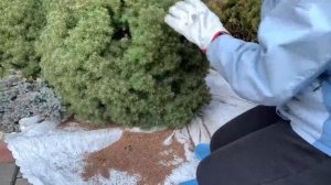 Ель Коника. Уход весной за канадской елью.