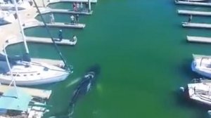 кит плавает