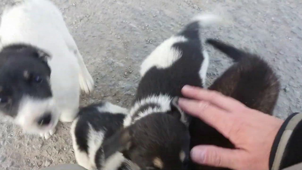 Нападение стаи собак в Волгограде смотреть онлайн