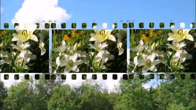 Лилии, лилейники смотреть онлайн