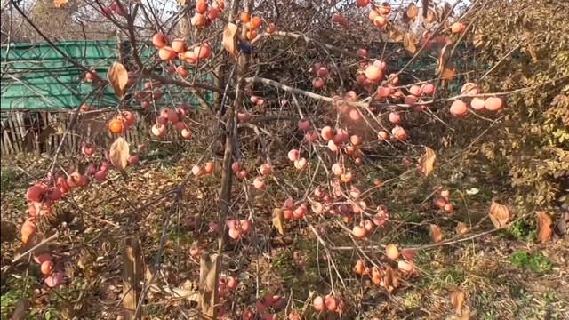 Хурма Никитская бордовая. 47 кг, 9 и 11 кг. Урожай 2019. смотреть онлайн