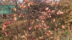 Хурма Никитская бордовая. 47 кг, 9 и 11 кг. Урожай 2019.