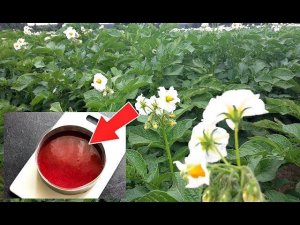 Подкормите этим картошку в период цветения для огромных плодов! Чем подкормить картошку?