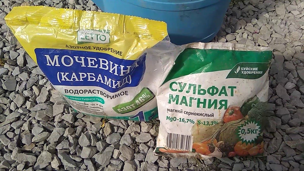 Межжилковое пожелтение нижних листьев на петунии. Чем лечить? смотреть онлайн