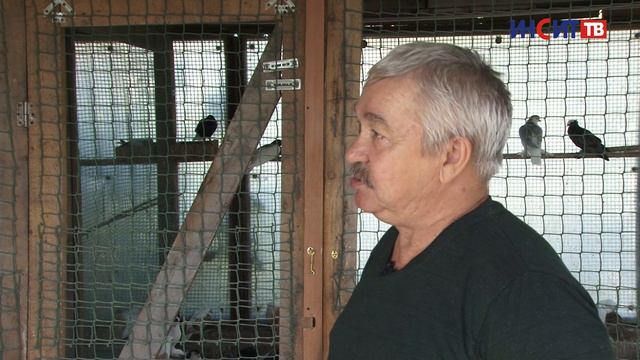 Декоративные голуби и попугаи корелла | Хвостаты истории смотреть онлайн