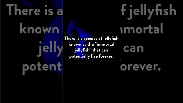 The Immortal Jellyfish: Is This Tiny Creature Really Immortal? смотреть онлайн