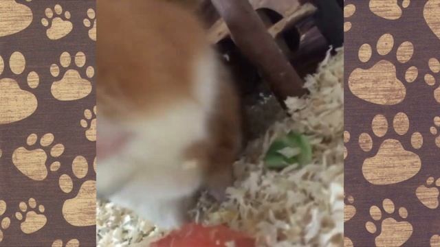 МОРСКИЕ СВИНКИ СМЕШНАЯ ОЗВУЧКА. ПРИКОЛЫ С ЖИВОТНЫМИ смотреть онлайн