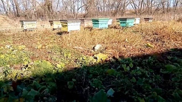 Погода, пасека, природа или в какую сторону изменился климат. смотреть онлайн