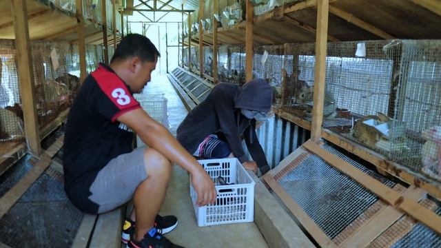 RABBIT FARMING│Rabbit Harvest! How To Become Successful In RABBIT RAISING ( Selection Of Breeders )