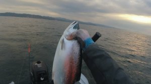 ТРОЛЛИНГ НА ШАРЫ🔥  2023   ГОРБУША  🐟🐟🔥⭐ ПОД НАХОДКОЙ 😎 СЕРЕДИНА ИЮНЯ.