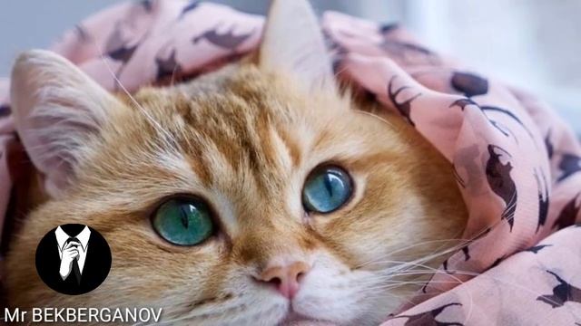 MUSHUK BOQISH HAQIDA!