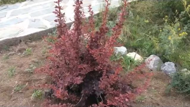 Отдых на Бухтарме, июль 2017 года. База "Мимоза" смотреть онлайн