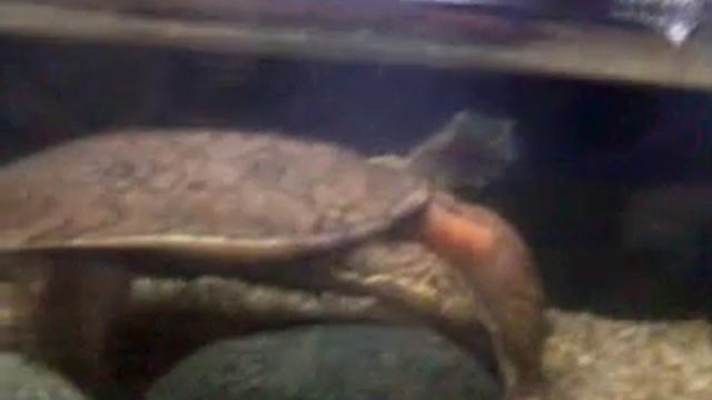 Aquarium Kuala Lumpur смотреть онлайн