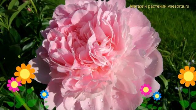 Пион молочноцветковый Диннер Плэйт. Краткий обзор, описание paeonia lactiflora Dinner Plate смотреть онлайн