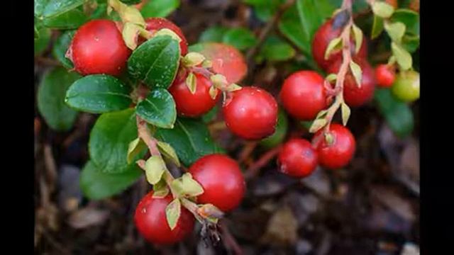 Здоровый Образ Жизни