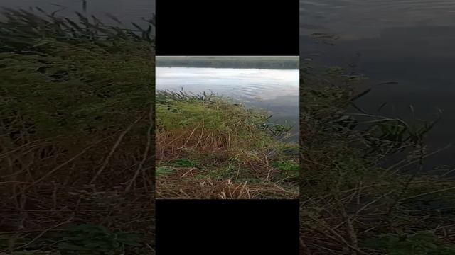 VID20220905180943~2.mp4 смотреть онлайн