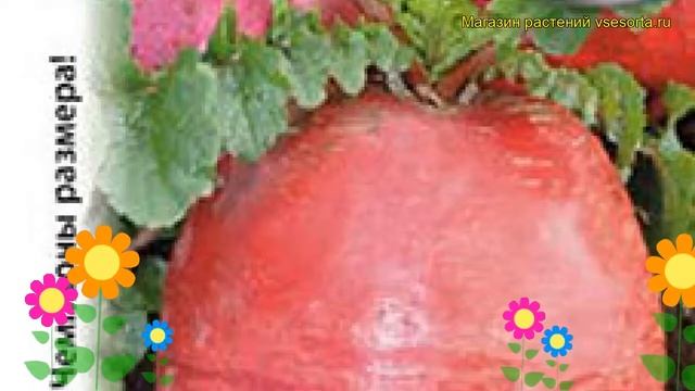 Строительные Путешествия