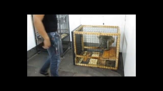 Издевательство над обезьяной