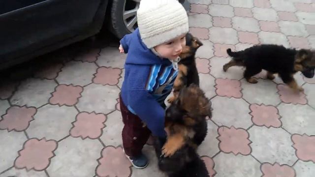 Щенки немецкой овчарки. Питомник Fastanapol смотреть онлайн